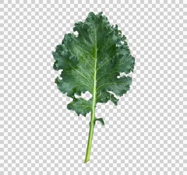 Vegetable-01 Stock Photos