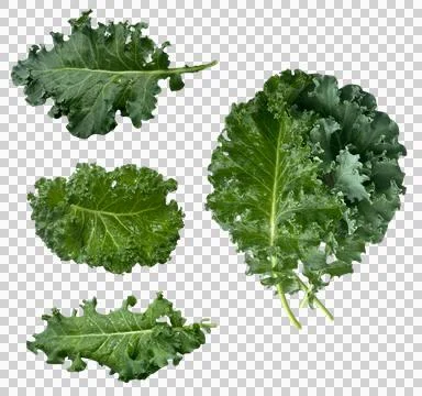 Vegetable-01 Stock Photos