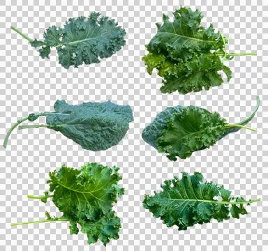 Vegetable-07 Stock Photos