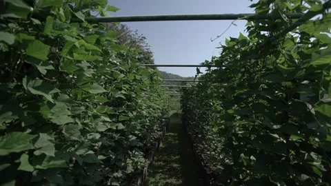 Vegetable 2 Video stock 306042662