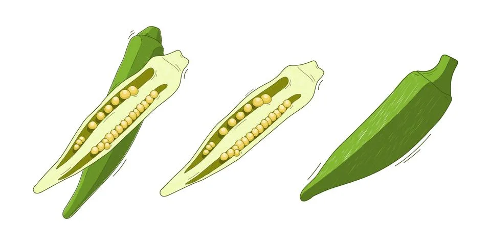 Vegetable abelmos okra gombo Illustrazione stock