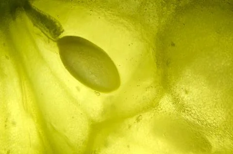 Vegetable abstract background. Stock Photos