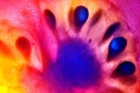 Vegetable abstract background. Stock Photos