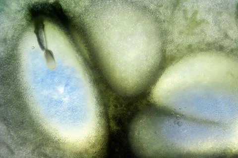 Vegetable abstract background. Stock Photos