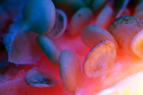 Vegetable abstract background. Foto stock