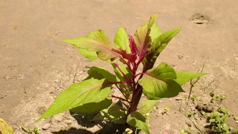 Vegetable amaranth red green leaf garden video Stock Footage 158460302