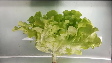 Vegetable and drop water. Stock Footage 84084400