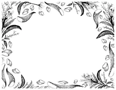 Vegetable and Herb, Hand Drawn Illustration Frame of Kariyat or Andrographis Stock Illustration