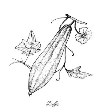 Vegetable and Herb, An Illustration of Angled Gourds or Sponge Gourds with Le Stock Illustration