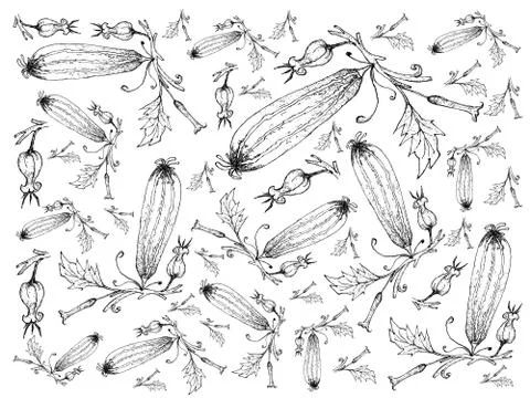Vegetable and Herb, Illustration Background Pattern of Hand Drawn Sketch Deli Stock Illustration