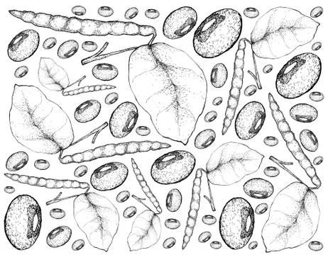 Vegetable and Herb, Illustration Background Pattern of Hand Drawn Sketch Blac Illustrazione stock