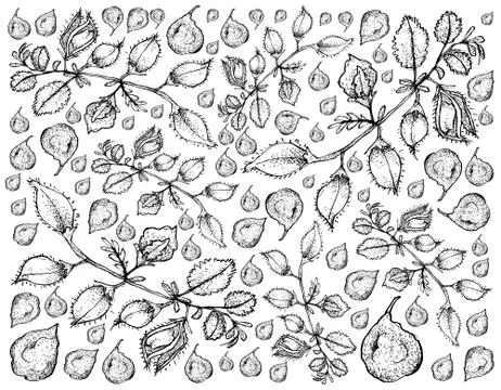 Vegetable and Herb, Illustration Background Pattern of Hand Drawn Sketch Fres Stock Illustration
