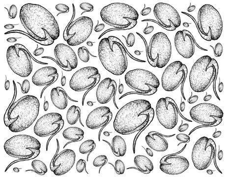 Vegetable and Herb, Illustration Background Pattern of Hand Drawn Sketch Hors Stock Illustration