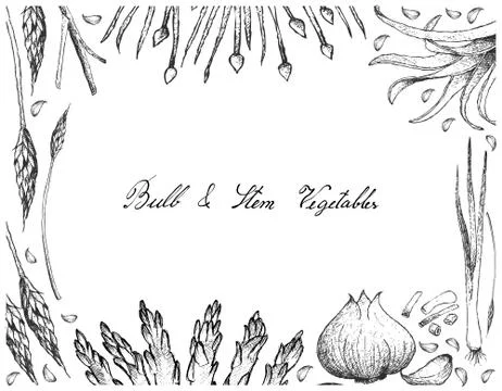 Vegetable and Herb, Illustration Frame of Hand Drawn Sketch Delicious Fresh B Stock Illustration