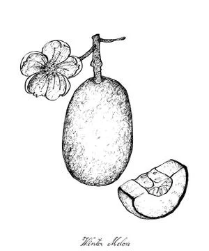 Vegetable and Herb, Illustration of Hand Drawn Sketch Delicious Fresh Winter Stock Illustration