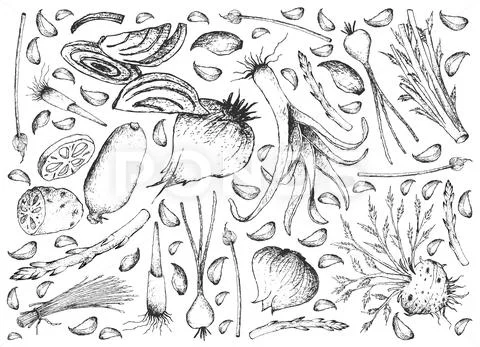 Vegetable and Herb, Illustration of Hand Drawn Sketch Delicious Fresh Bulb an Stock Illustration