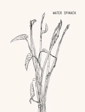 Vegetable and Herb, Vector Illustration of Water Spinach, Kang Kong or Ipomoe Stock Illustration
