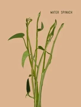 Vegetable and Herb, Vector Illustration of Water Spinach, Kang Kong or Ipomoe Stock Illustration