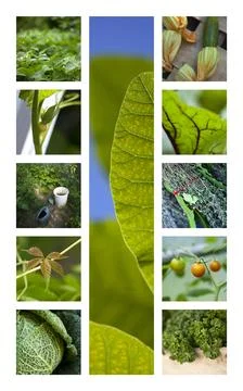 Vegetable and plants Stock Photos
