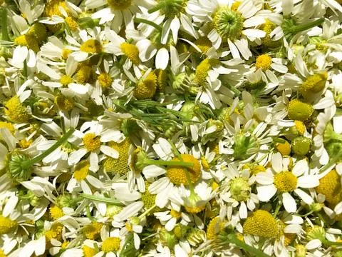 Vegetable background - camomiles. Stock Photos