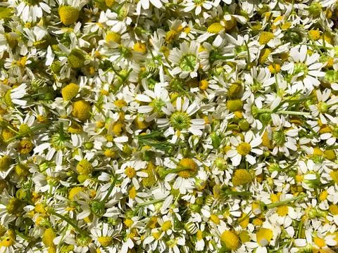 Vegetable background - camomiles. Stock Photos