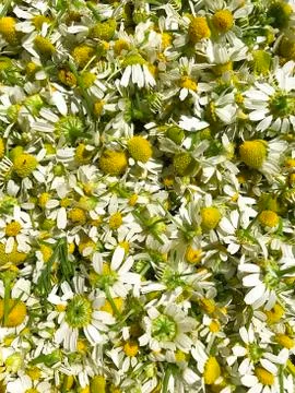 Vegetable background - camomiles. Stock Photos