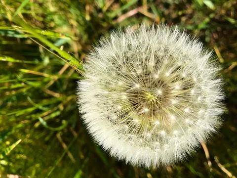 Vegetable background - dandelion fluffy. Stock Photos