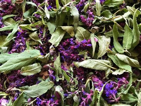 Vegetable background - dried herb sage. Stock Photos