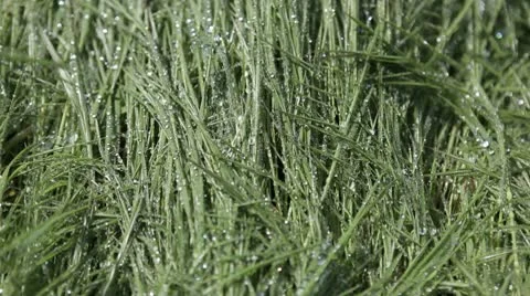 Vegetable background Stock Footage 10789525