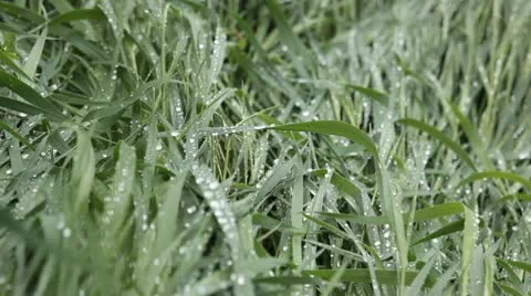 Vegetable background Stock Footage 10789527