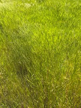 Vegetable background - green grass. Stock Photos