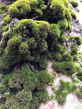 Vegetable background - green moss on the bark of a tree. Stock Photos