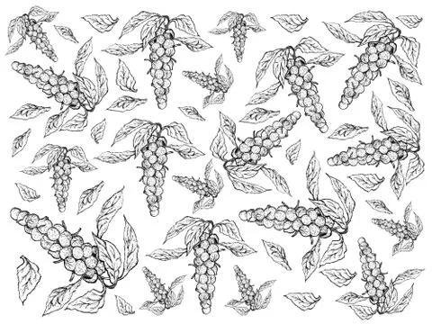 Vegetable, Background Pattern of Hand Drawn Sketch Delicious Fresh Green Brus Stock Illustration