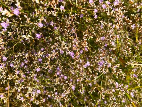 Vegetable background - small flowers. Stock Photos
