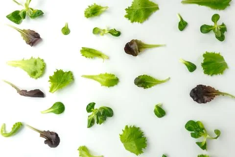 Vegetable background. Spinach, lettuce, rucola on the white background Stock Photos