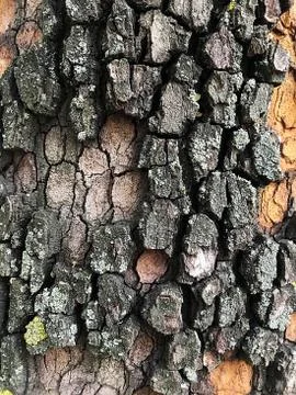 Vegetable background - tree bark. Stock Photos