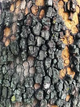 Vegetable background - tree bark. Stock Photos