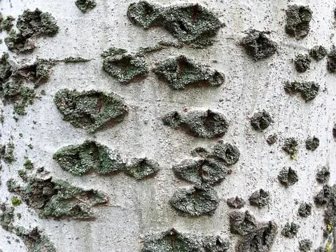Vegetable background - tree bark. Stock Photos