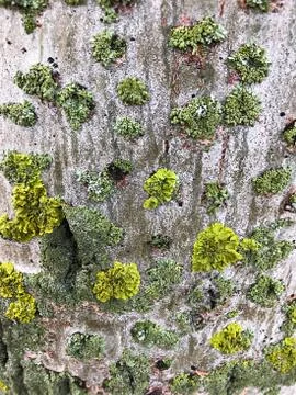 Vegetable background - tree bark. Foto stock