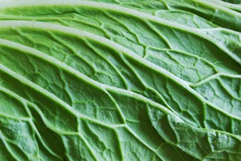 Vegetable backgrounds Stock Photos