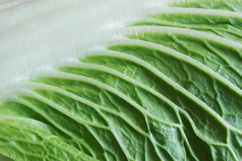 Vegetable backgrounds Stock Photos