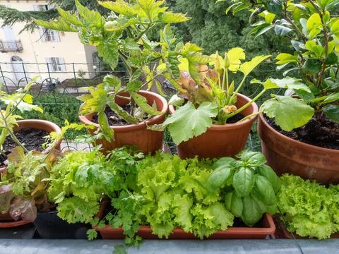 Vegetable on balcony home horticulture Foto stock