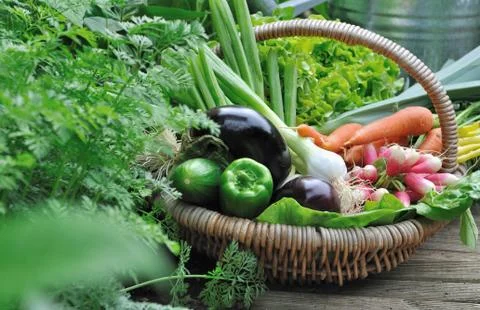 Vegetable basket in garden Stock Photos