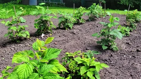 Vegetable bed box with soil in the home garden. Small planted raspberry bushes. Stock Footage 280902883