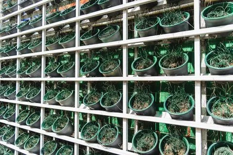 Vegetable bed boxes with soil in the cafe organic garden Stock Photos