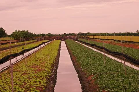 Vegetable bed with ditch for irrigation Stock Photos