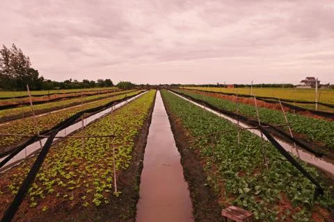 Vegetable bed with ditch for irrigation Foto stock