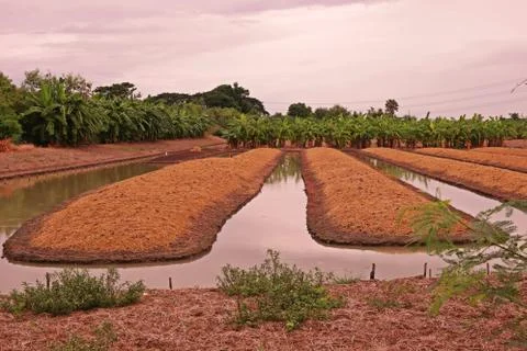 Vegetable bed with ditch for irrigation Stock Photos