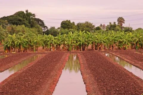 Vegetable bed with ditch for irrigation Stock Photos