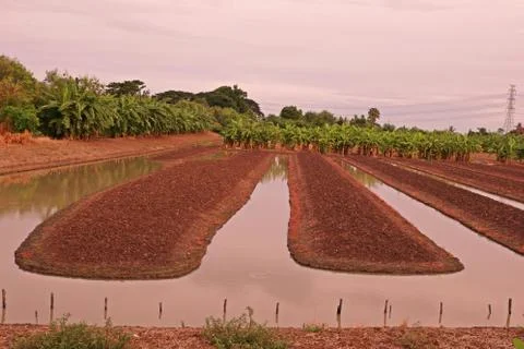 Vegetable bed with ditch for irrigation Stock Photos